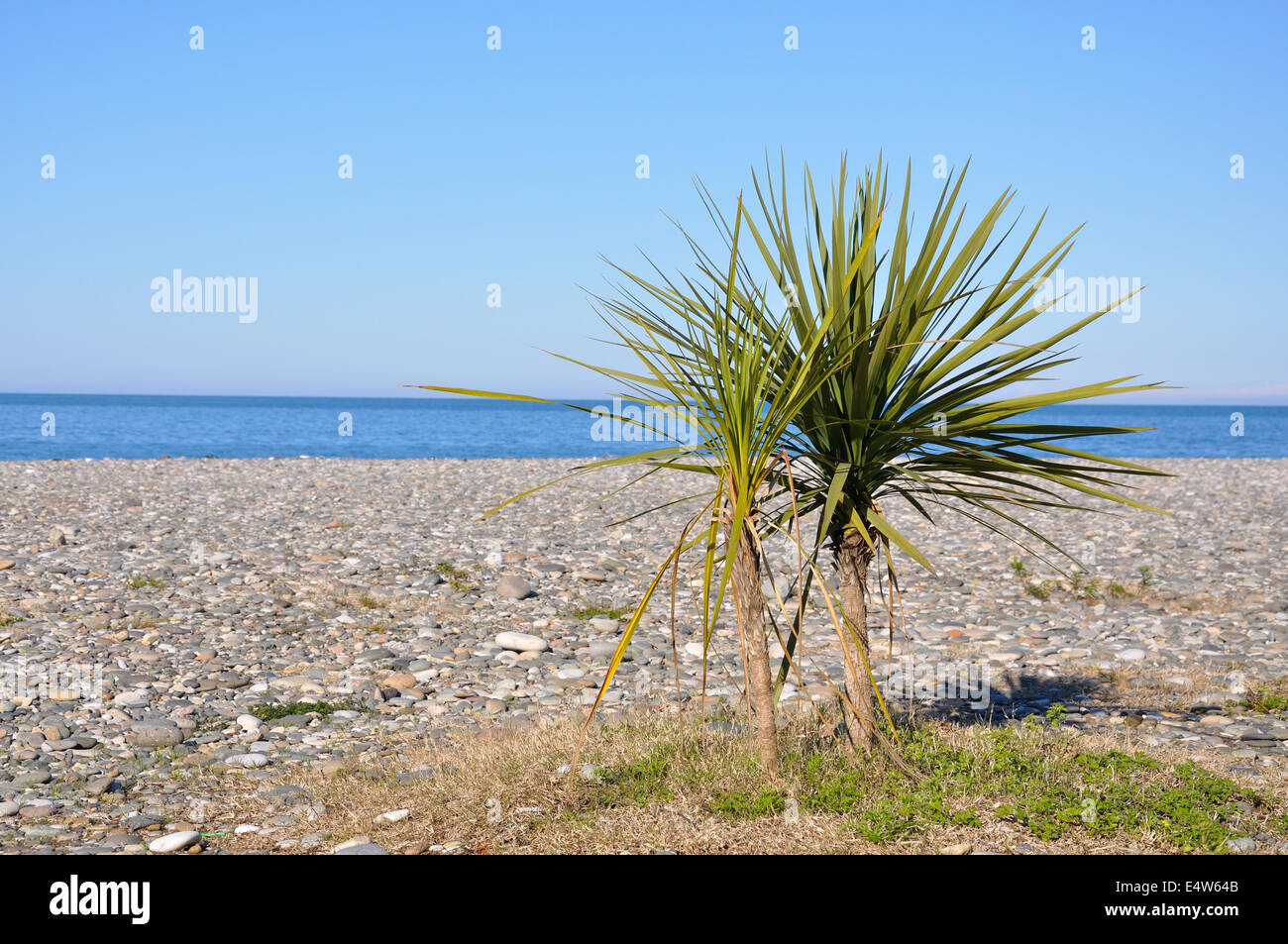Palm tree su una spiaggia contro il mare Foto Stock