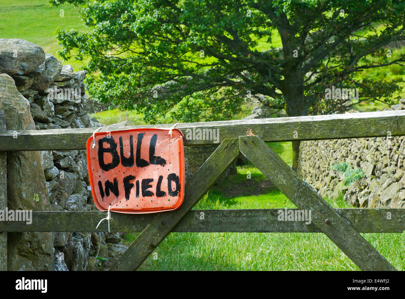 Segno: Bull nel campo Foto Stock