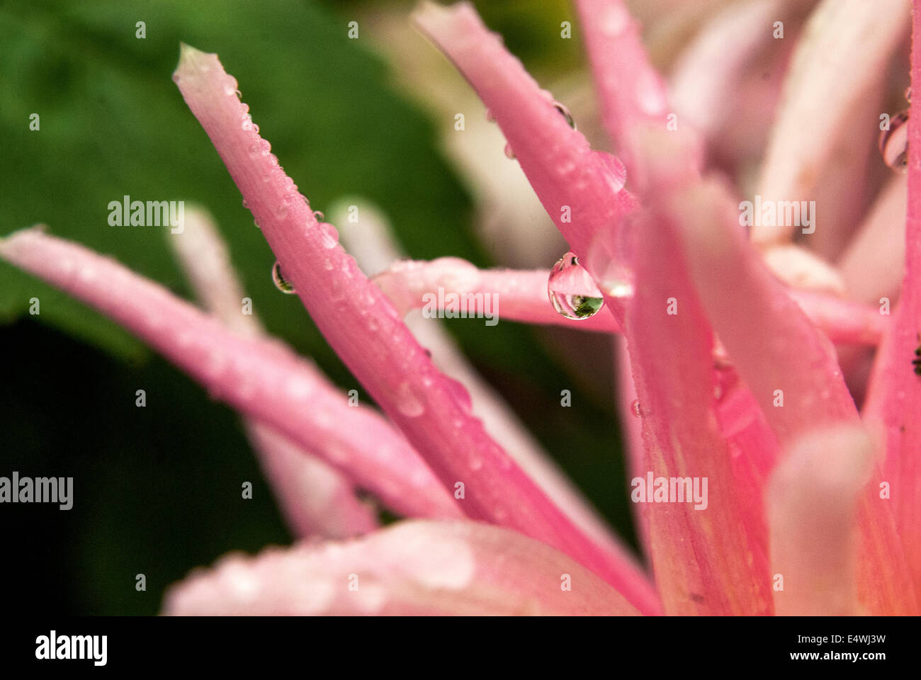 Fotografia di un fiore con goccioline di acqua sulla, a kelmarsh giardini, Northamptonshire Foto Stock