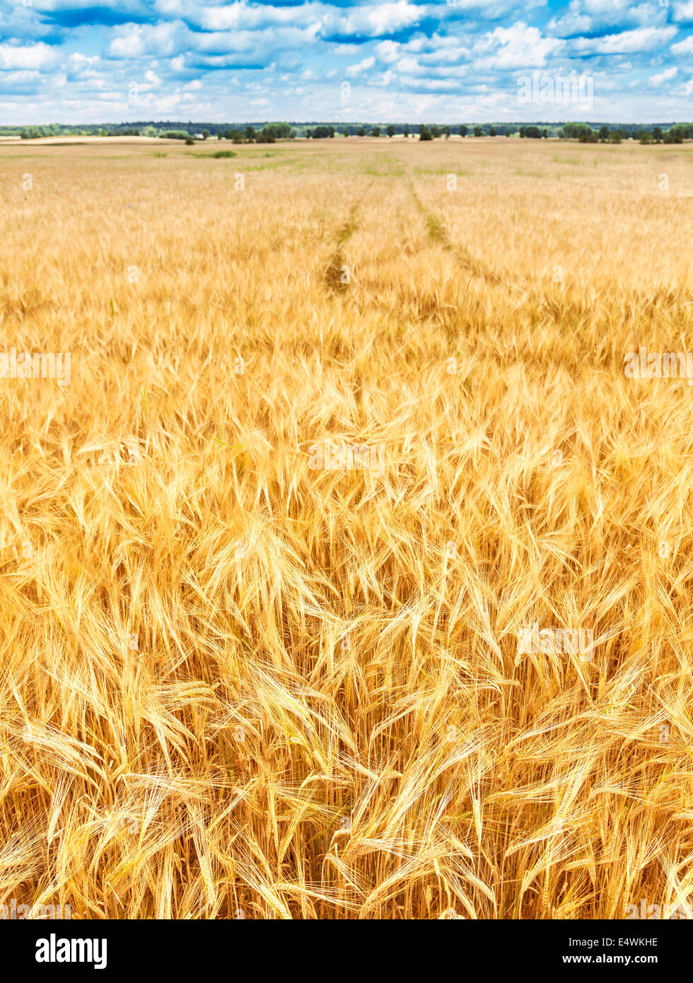 Prato di grano, natura composizione dello sfondo. Foto Stock