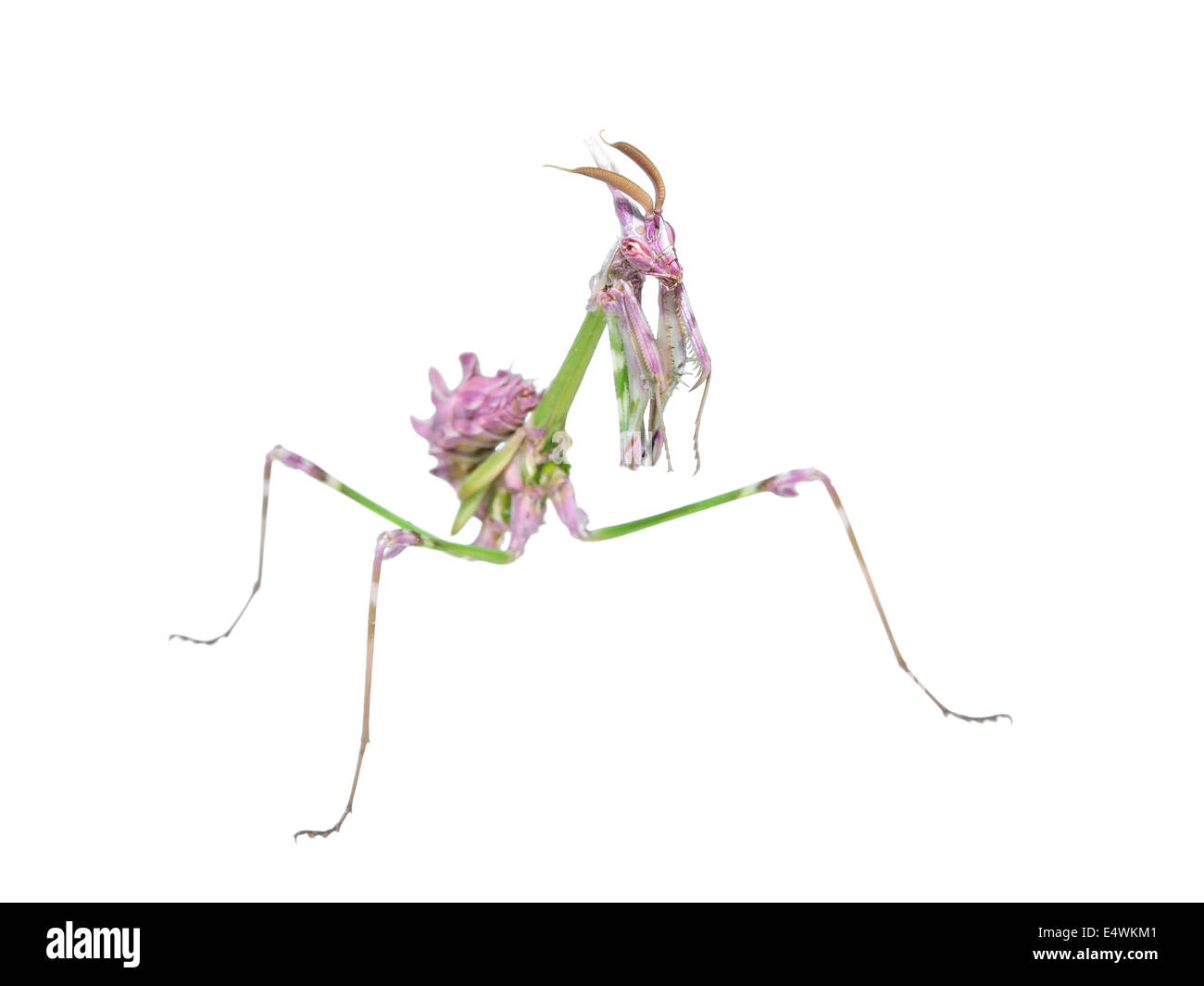 Insolita di insetti esotici dai colori luminosi mantis con lunghe gambe coccolone isolato Foto Stock