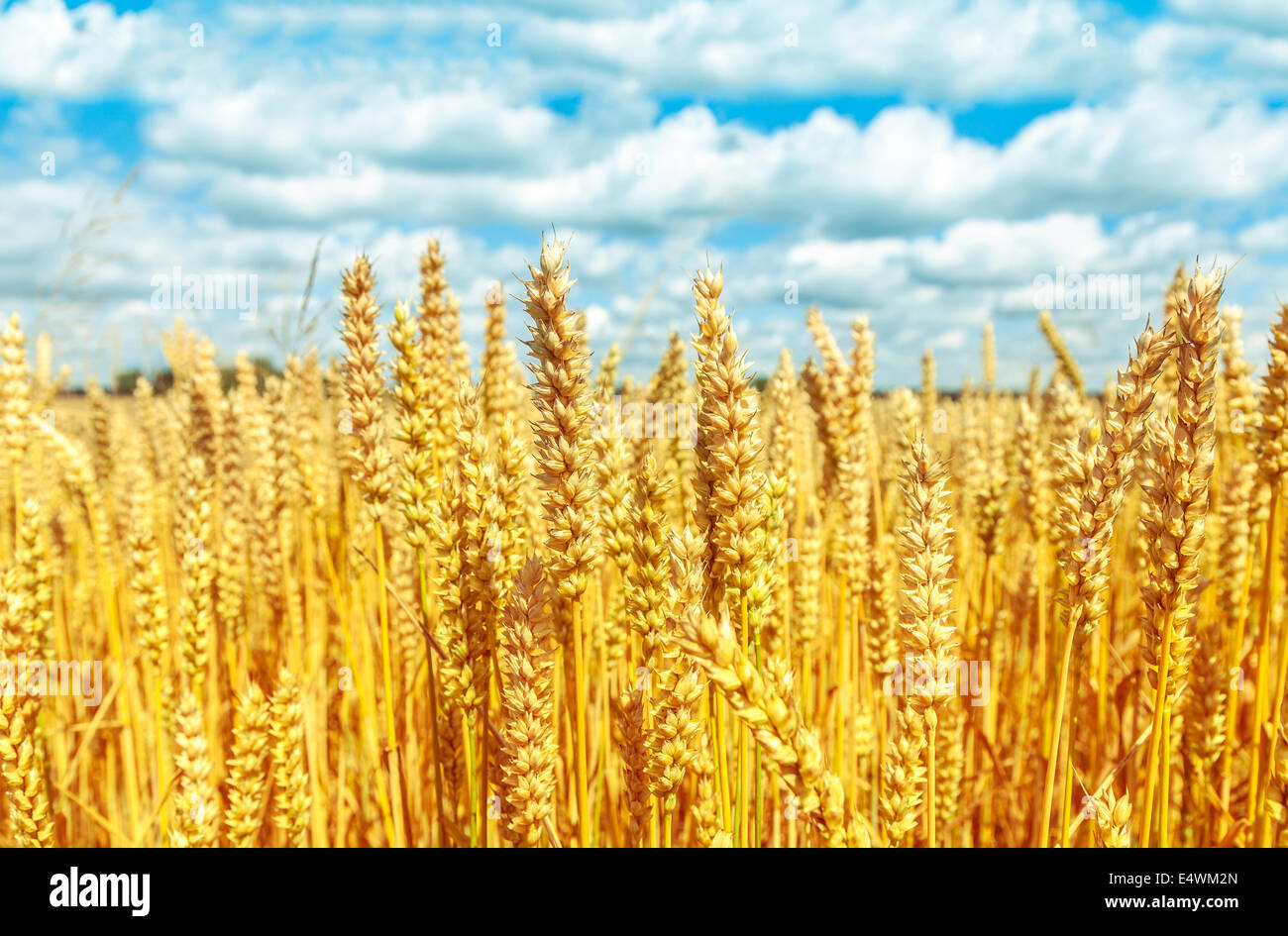 Golden campo di grano con cielo blu e nuvole in background. Foto Stock