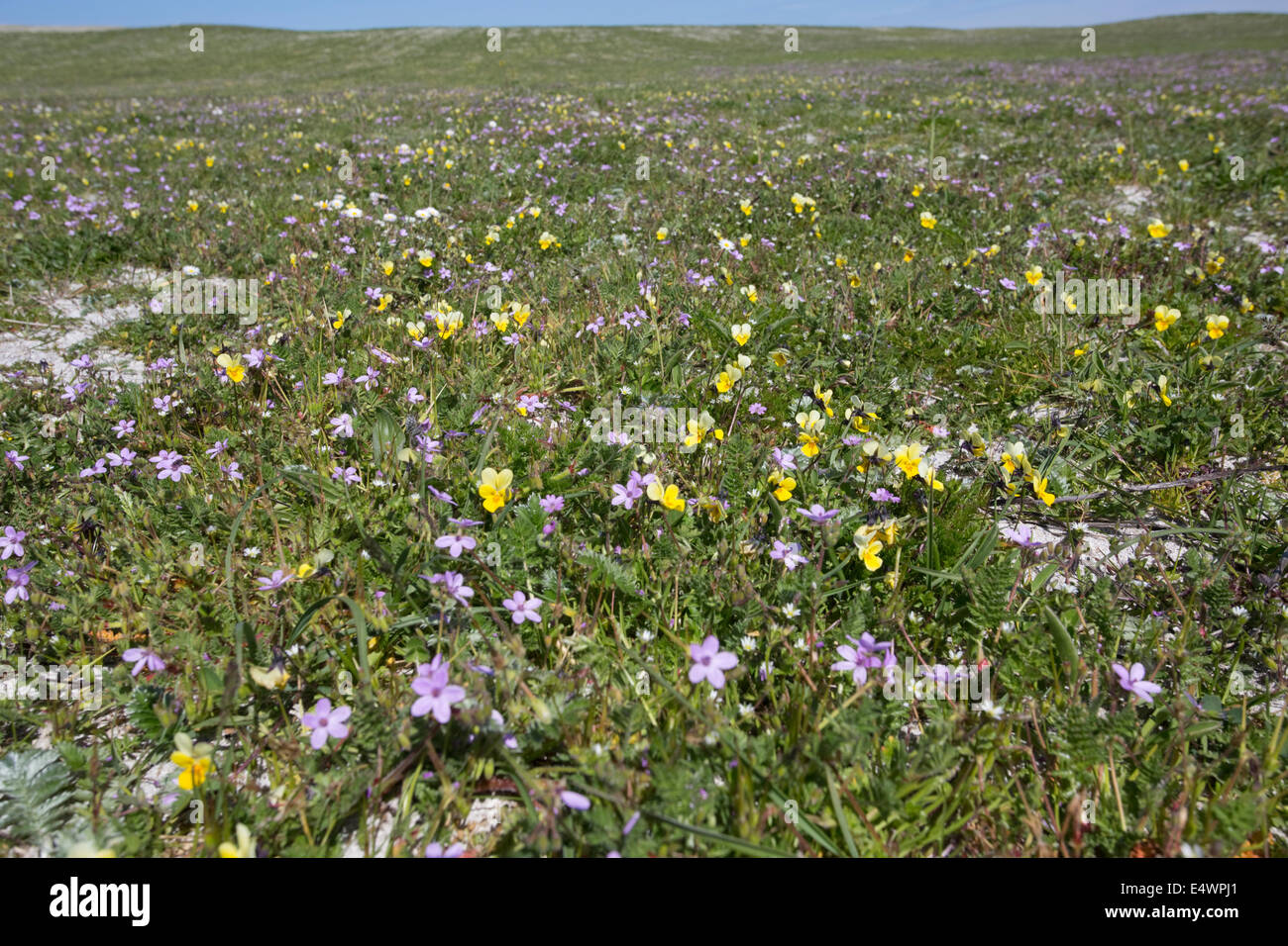 Machair habitat prativi Balranald Riserva Naturale North Uist Ebridi Esterne della Scozia Foto Stock