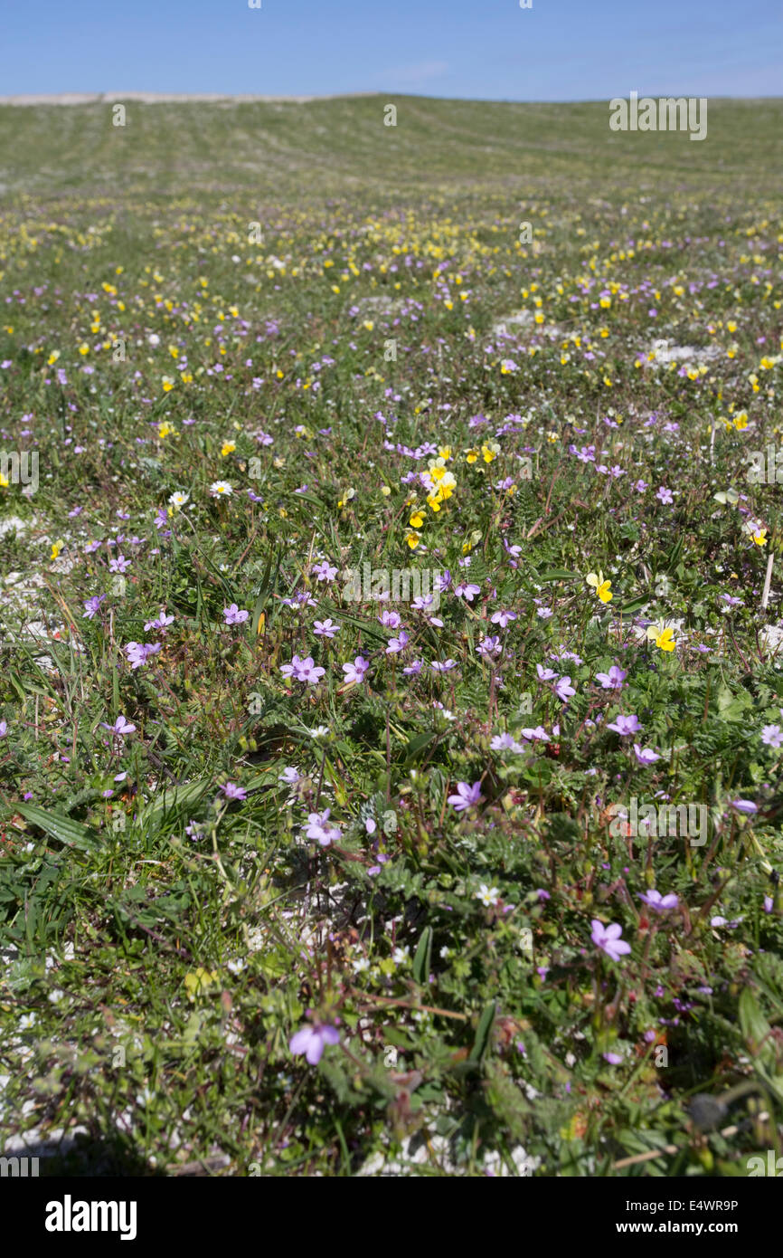 Machair habitat prativi Balranald Riserva Naturale North Uist Ebridi Esterne della Scozia Foto Stock