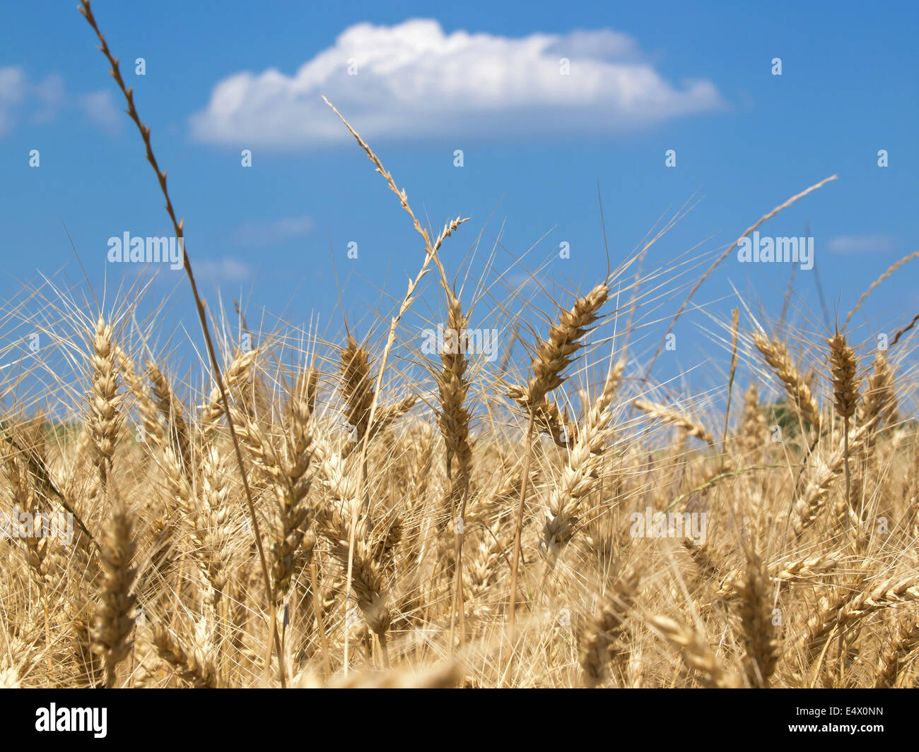 Golden campo di grano con cielo blu in background Foto Stock