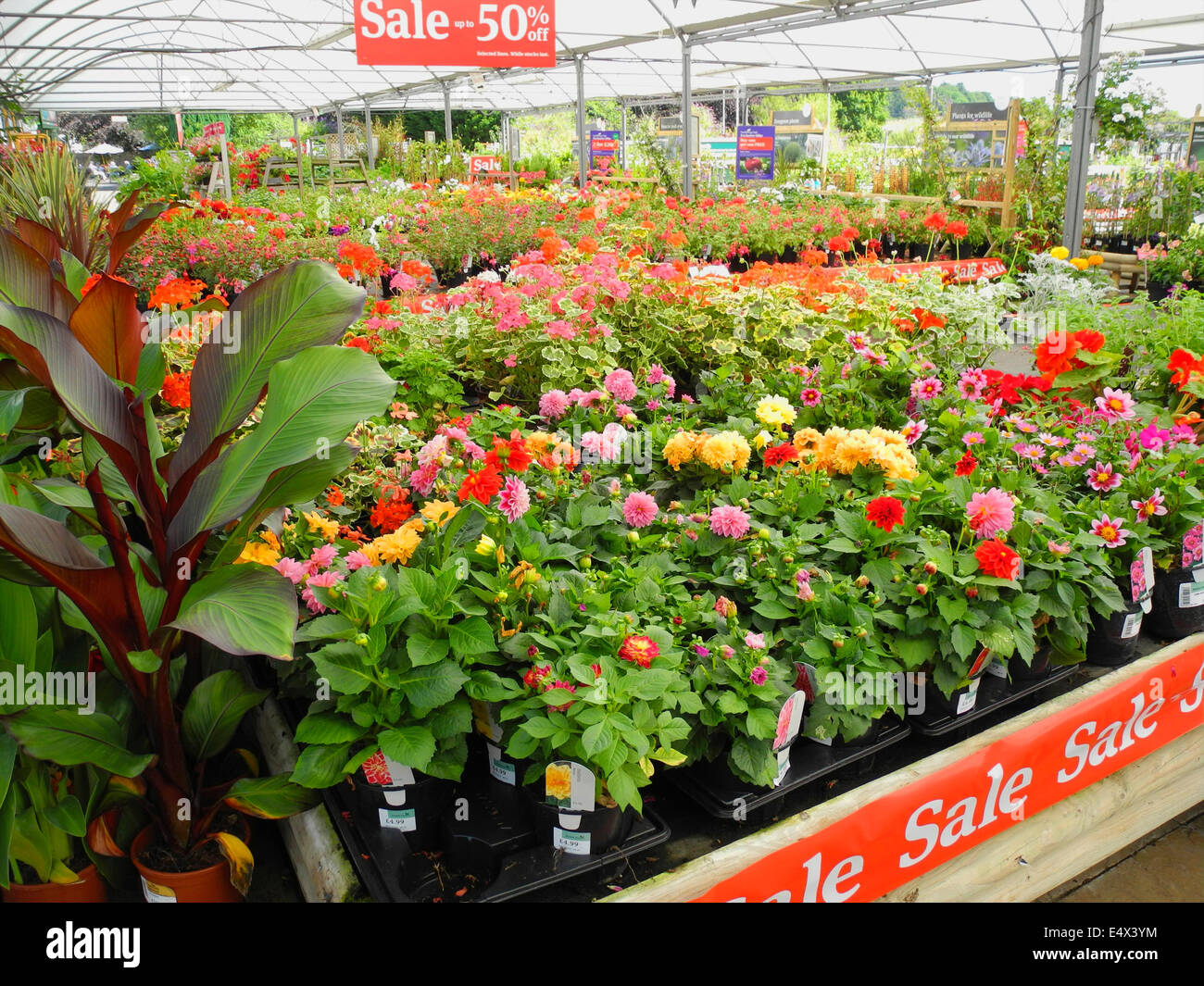 Centro giardino vendita metà prezzo surplus overstock le piante solo uso editoriale Foto Stock