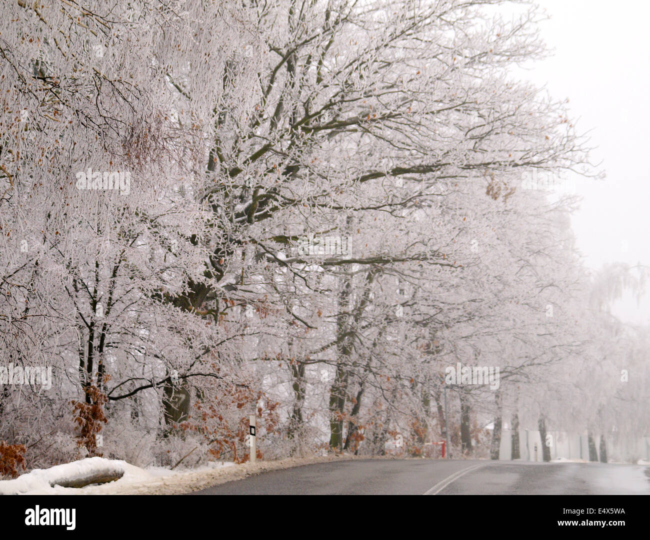 Foresta di inverno - Gelo Foto Stock