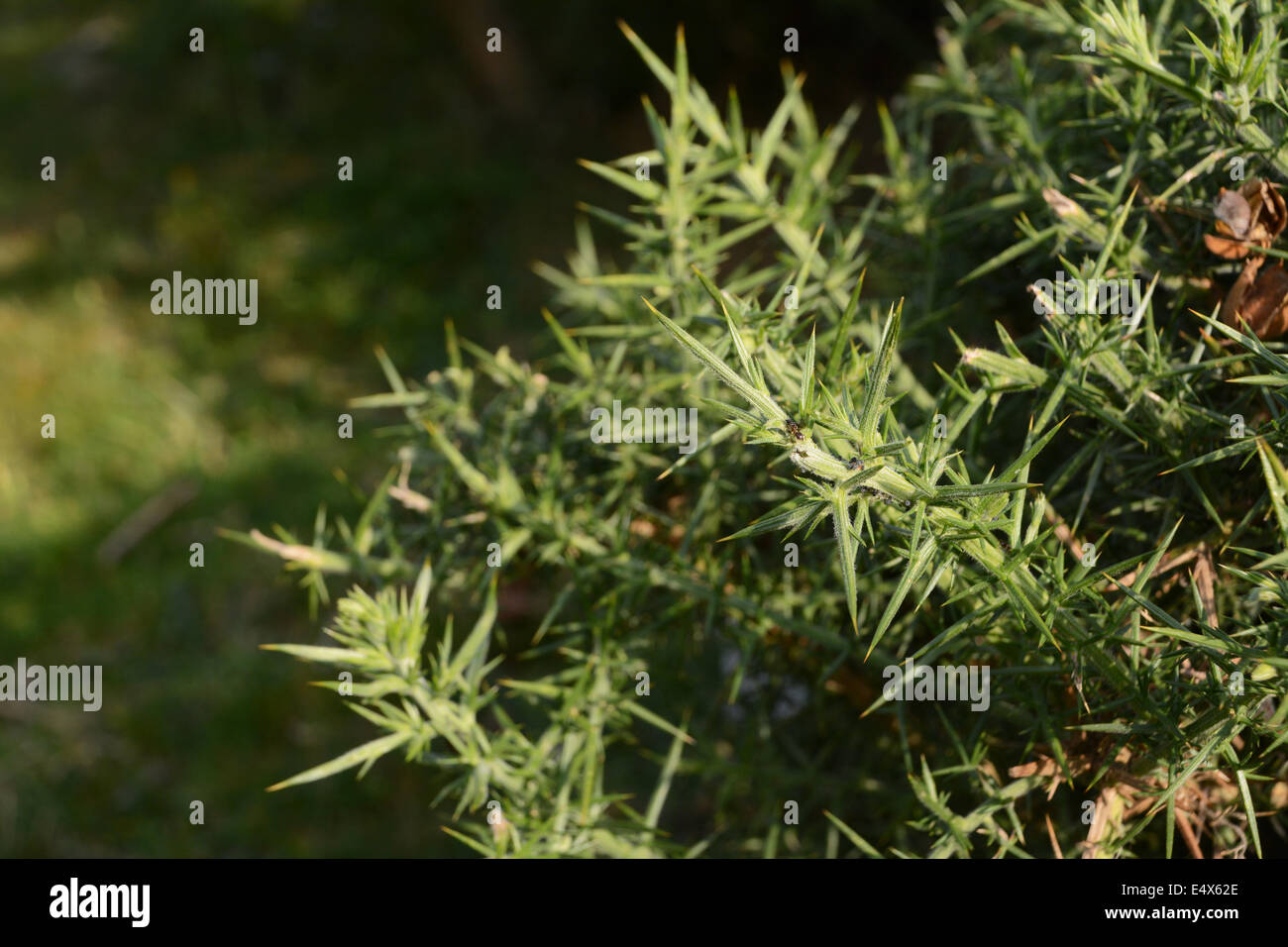 Ant camminare tra le spine spinoso di ginestre bush Foto Stock