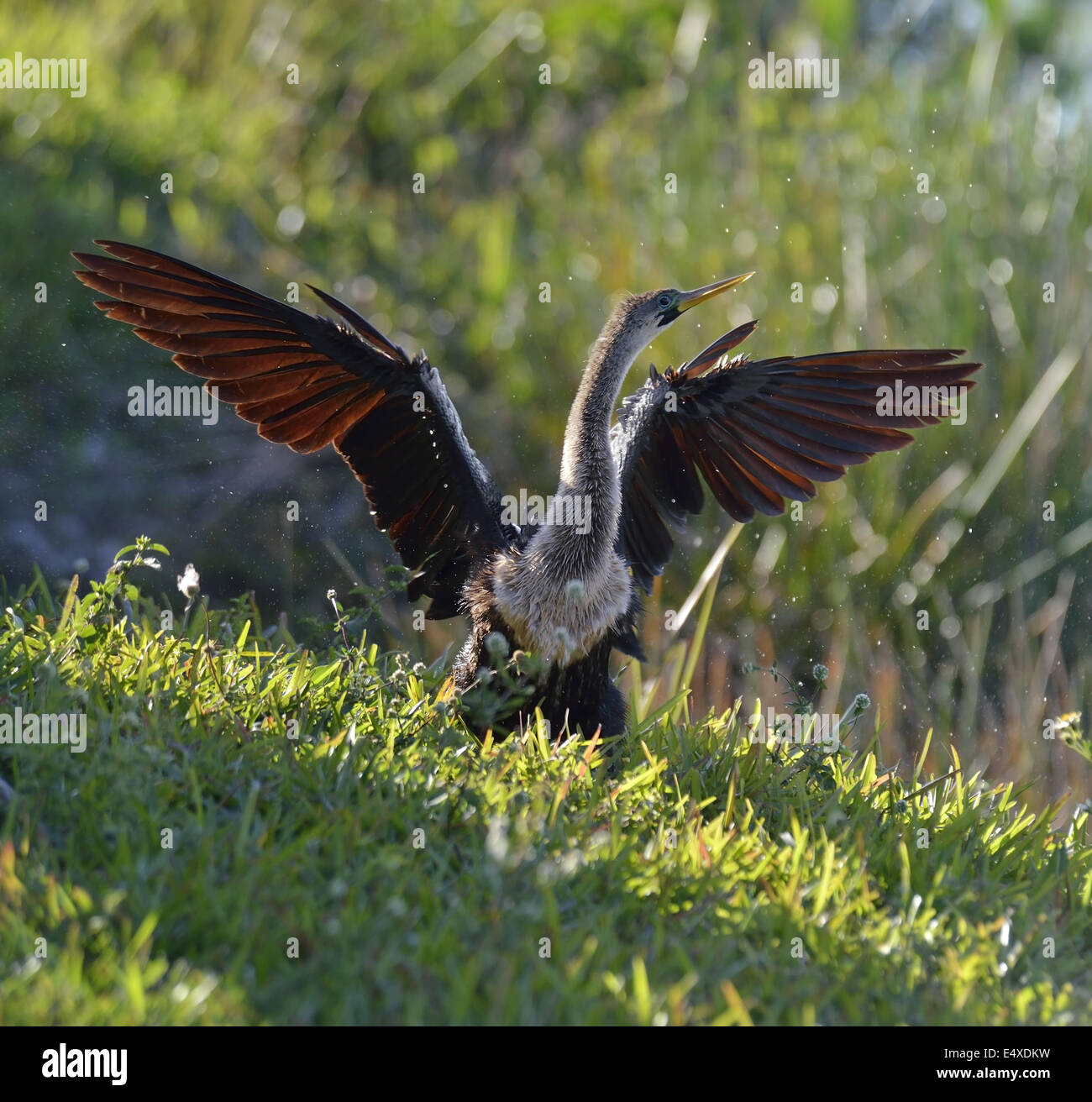 Maschio Anhinga americano Foto Stock