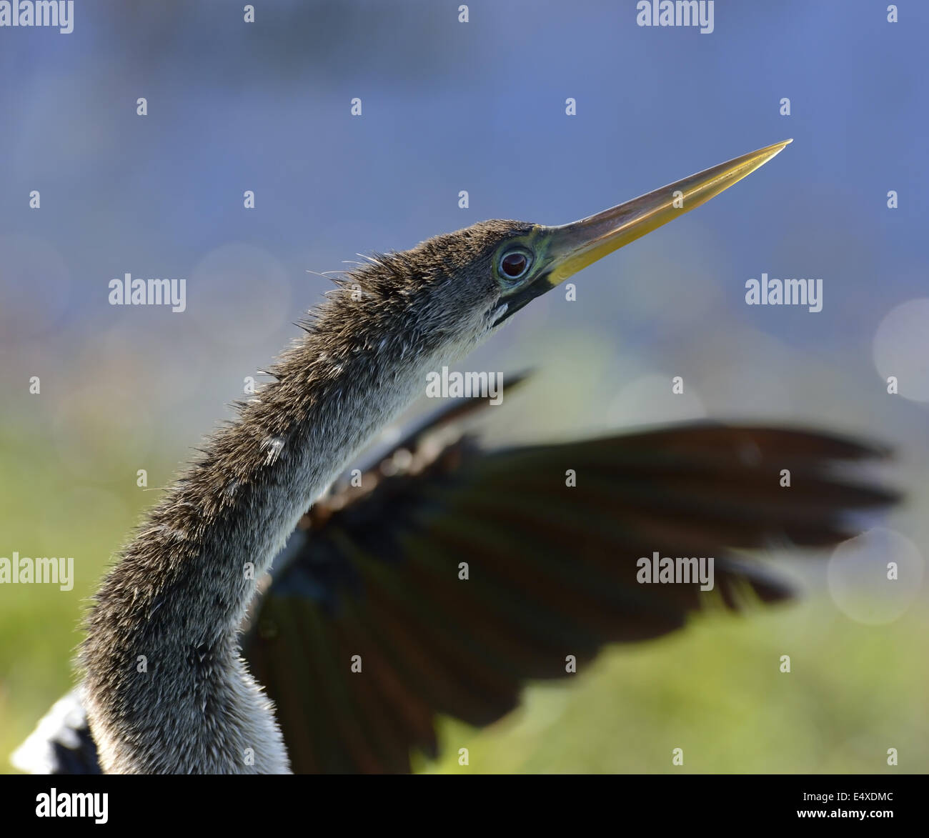Maschio Anhinga americano Foto Stock