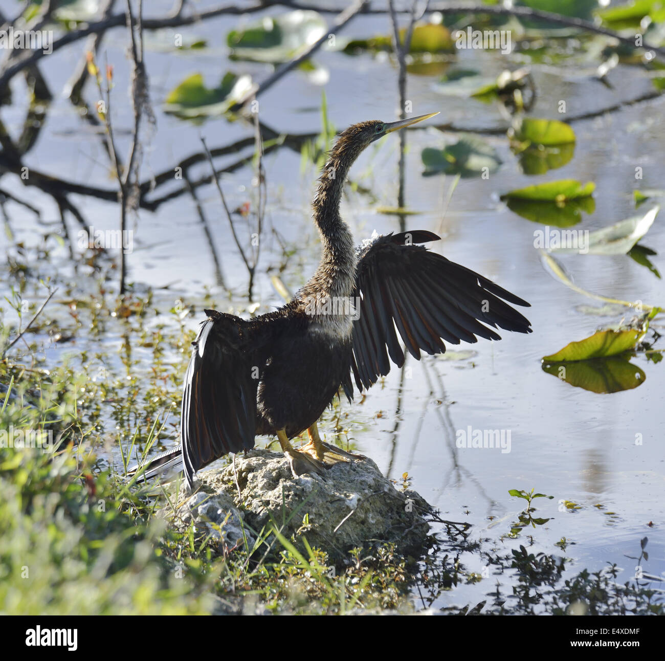 Maschio Anhinga americano (Anhinga anhinga) Foto Stock