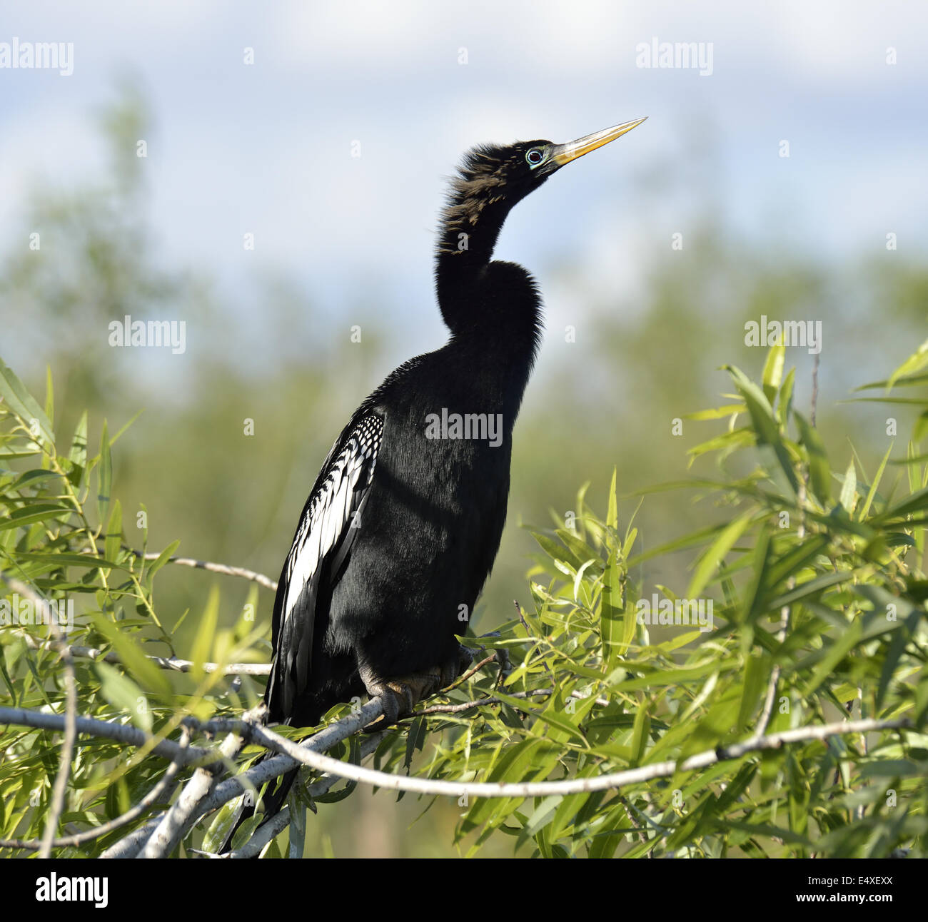 Maschio Anhinga americano (Anhinga anhinga) Foto Stock