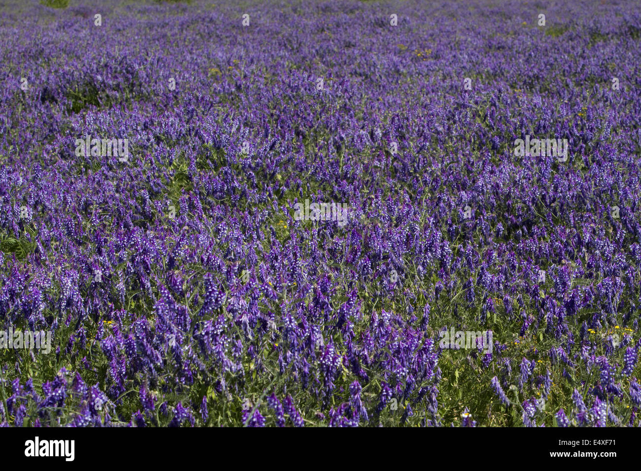 Blue fiori selvatici in Prato Foto Stock