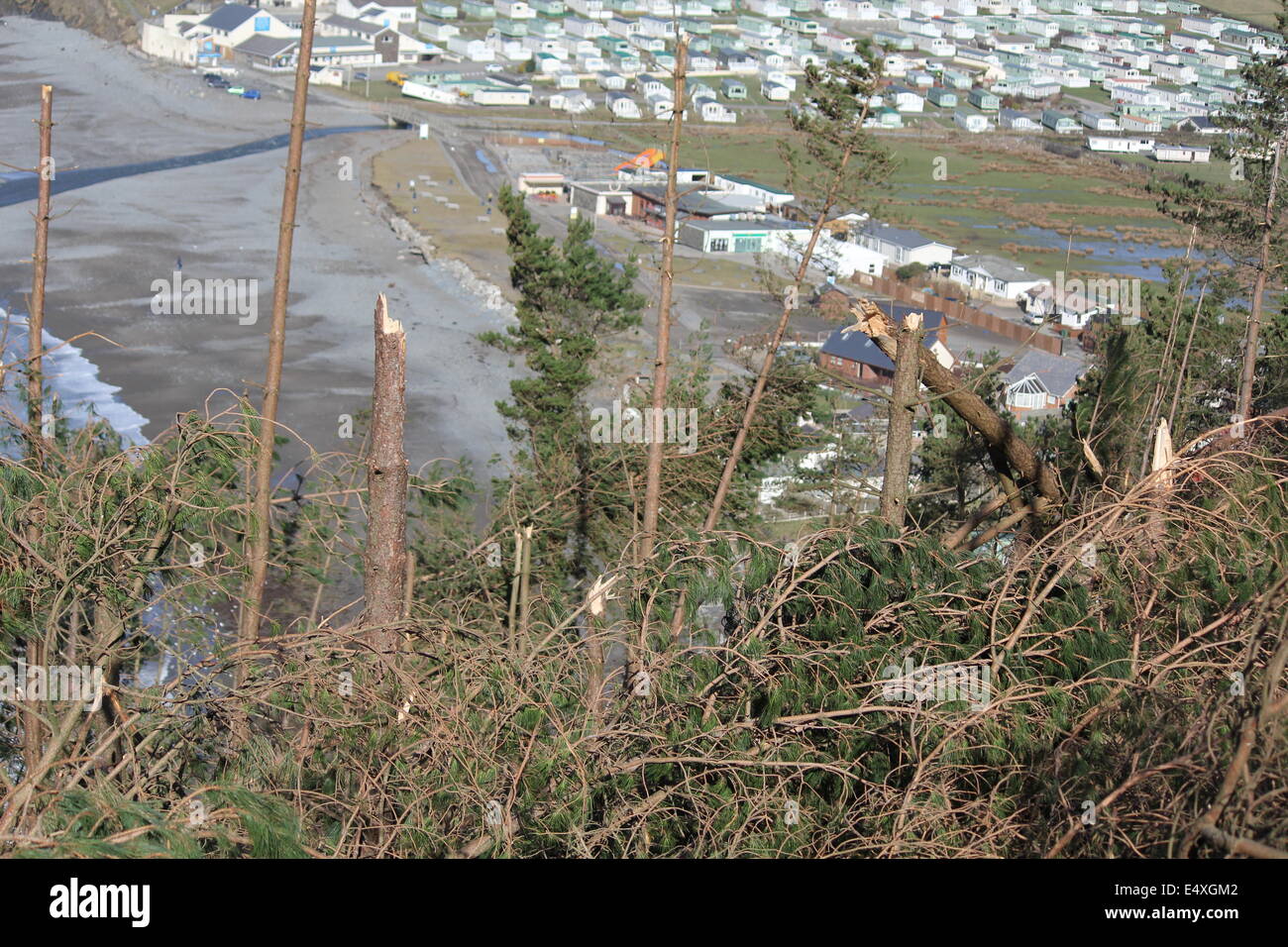 Forza uragano venti distrusse gran parte di cwm boschi sopra Clarach bay holiday park vicino a Aberystwyth nelle tempeste di 2014 Foto Stock