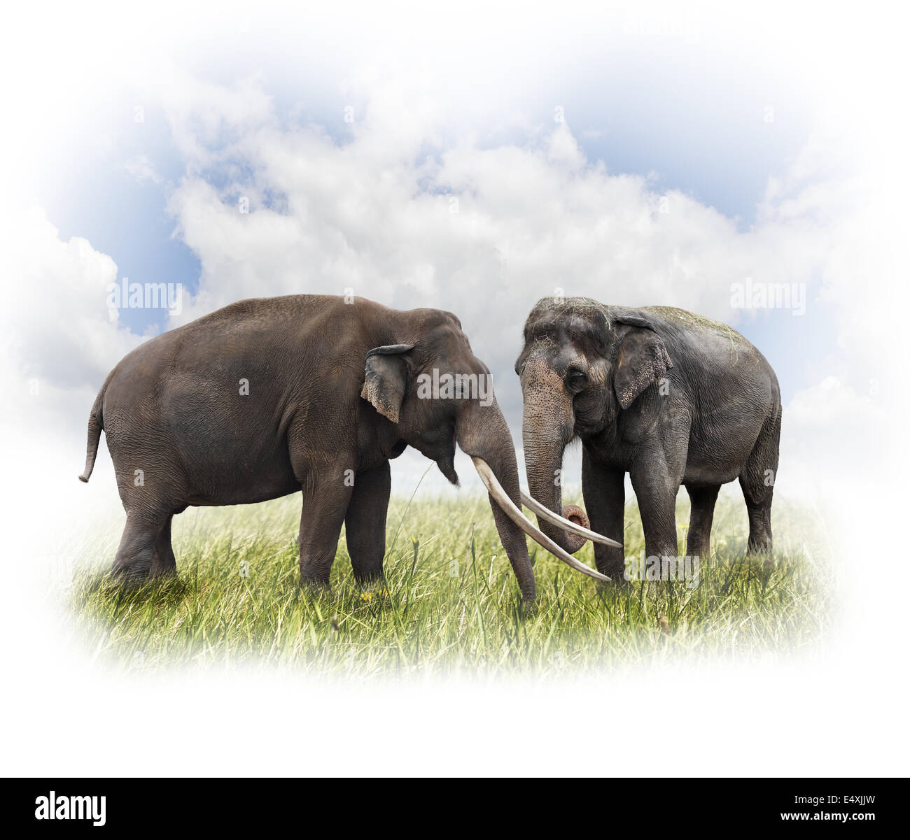 Due elefanti Foto Stock
