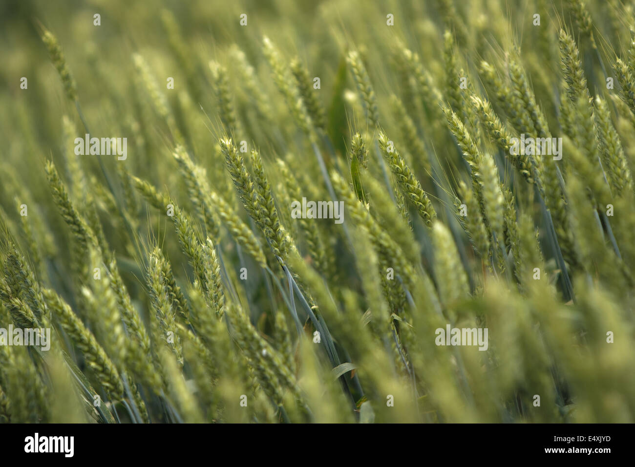 Green campo di grano (Triticum) Foto Stock