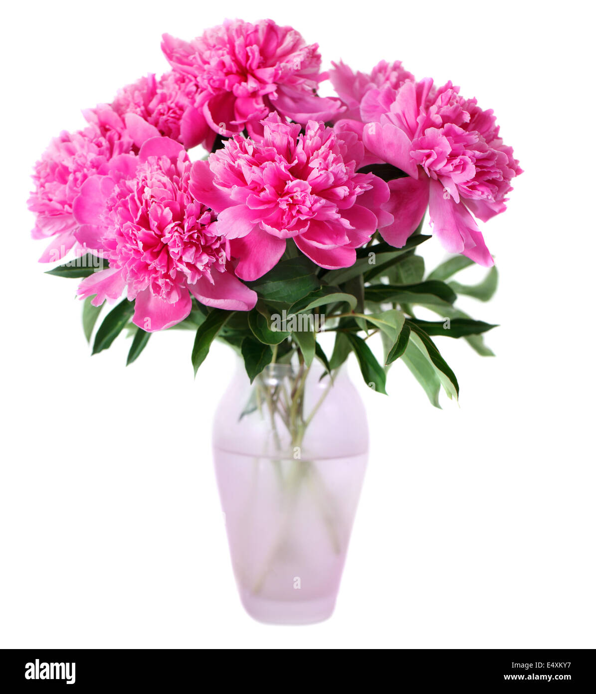 Rosa peonia fiori in vaso Foto Stock