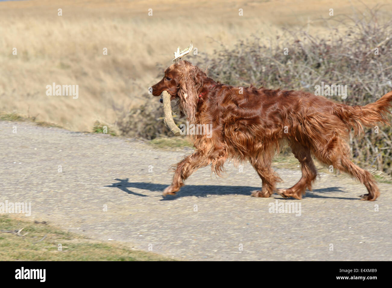 Red Setter con bastone Foto Stock