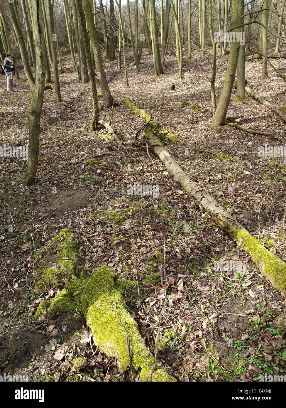 foresta naturale Foto Stock