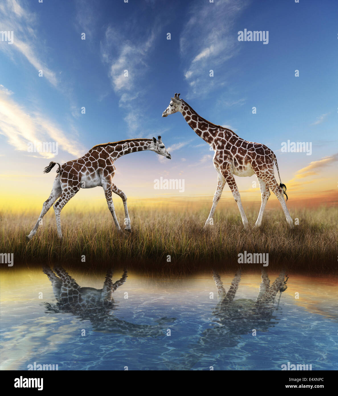 Due Giraffe al tramonto Foto Stock