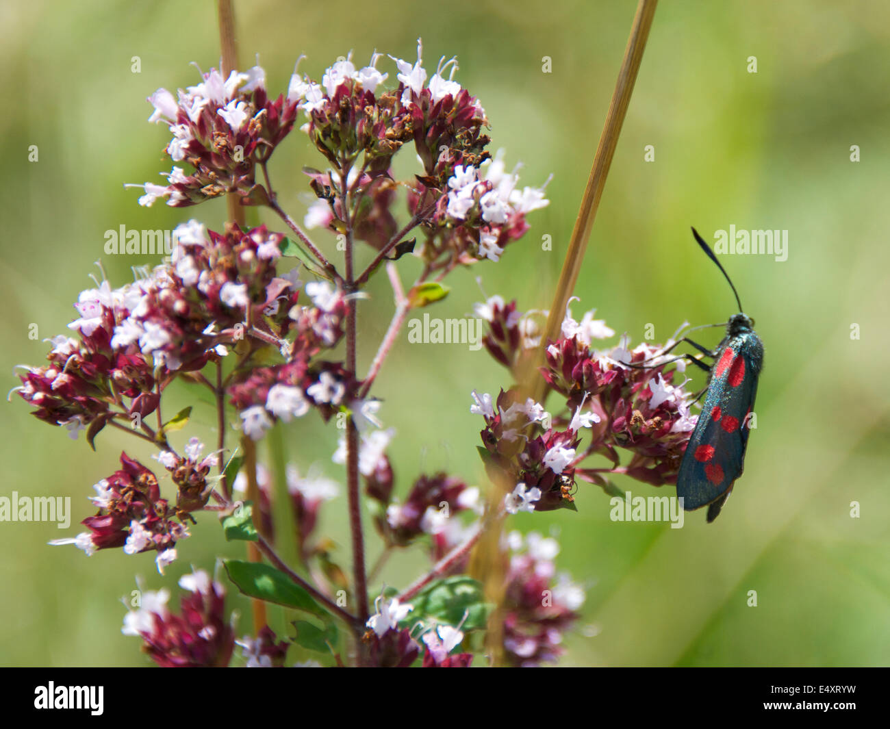 Reigate, Surrey. 17 Luglio, 2014. Il Regno Unito Grande Farfalla Count avviene 19 Luglio al 10 agosto. Farfalle sui North Downs, giovedì 17 luglio 2014. Un sei Spot Burnett Moth 'Zygaena filipendulae' poggia su Timo selvatico fiori in un prato ai piedi del North Downs a Reigate, Surrey Credito: Lindsay Constable / Alamy Live News Foto Stock