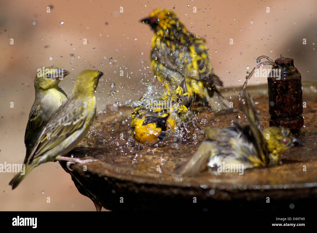 Uccelli selvatici spruzzi in un Bagno uccelli Foto Stock