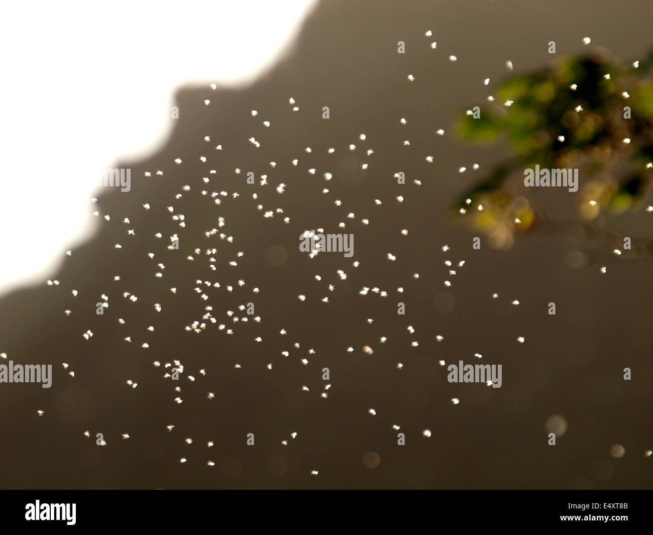 Moscerini battenti nella luce della sera, Cornwall, Regno Unito Foto Stock