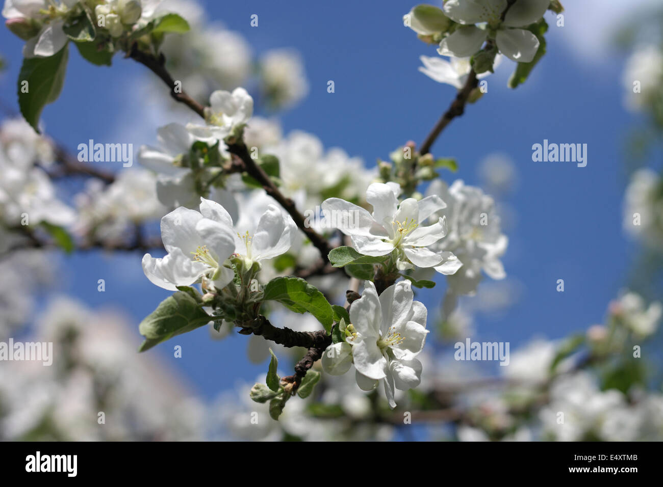Fiore di Apple a molla Foto Stock