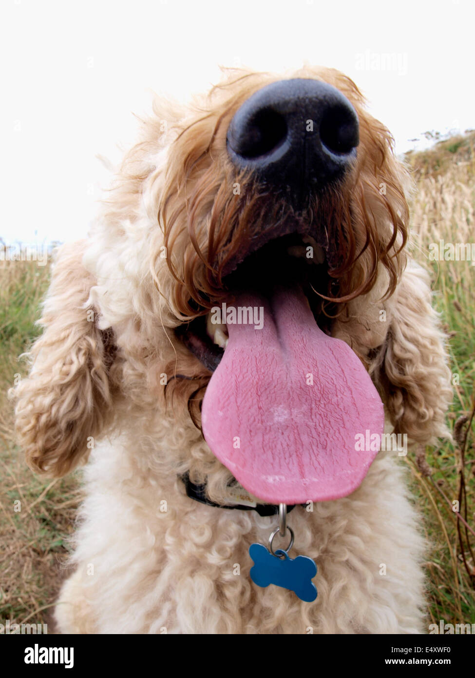 Lagotto Romagnolo cane con lingua appesa al pantere, UK Foto Stock