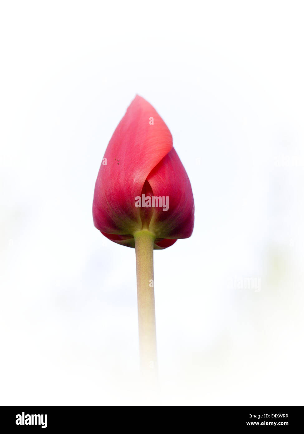 Erbario Gesneriana Tulipa L. Foto Stock