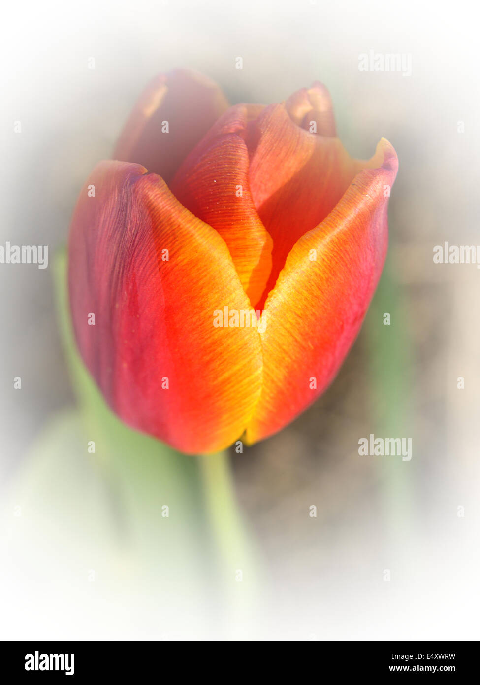 Erbario Gesneriana Tulipa L. Foto Stock