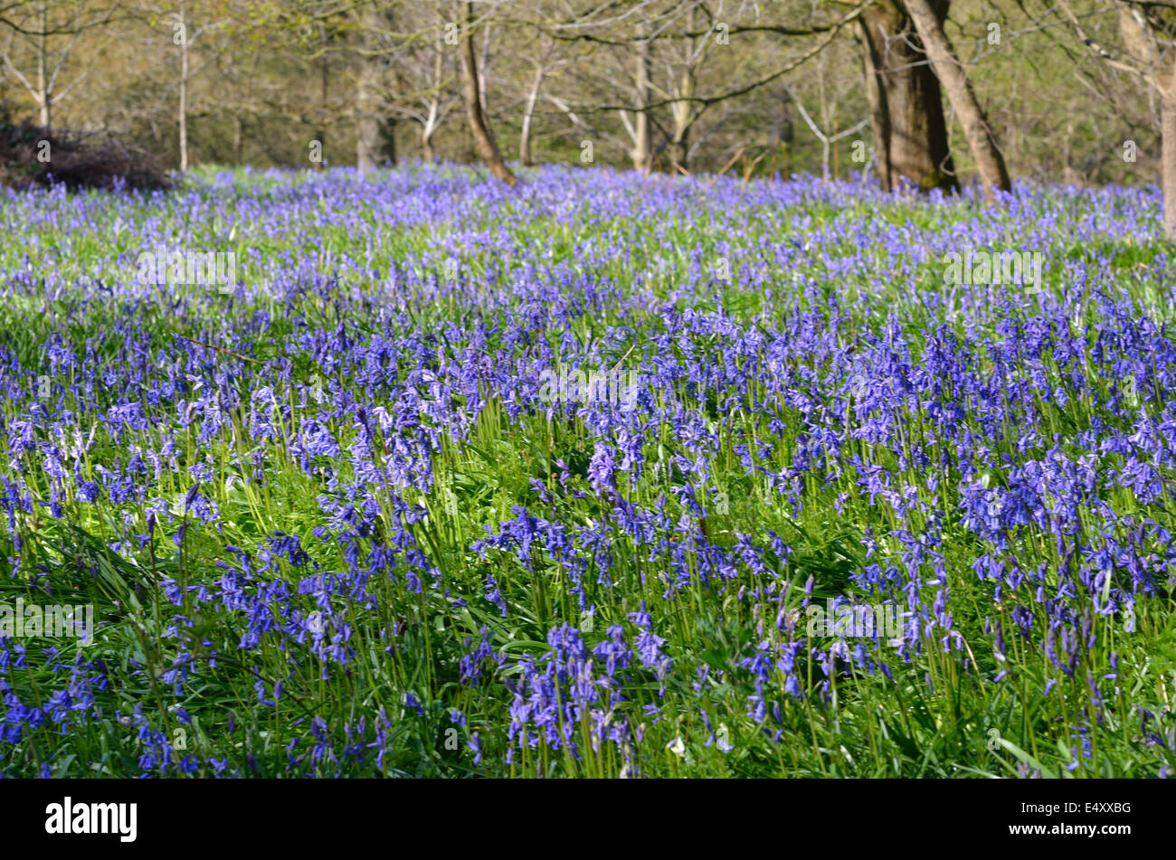 Tappeto di Bluebells Foto Stock