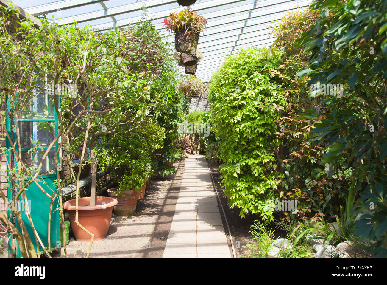 Interno della serra Foto Stock