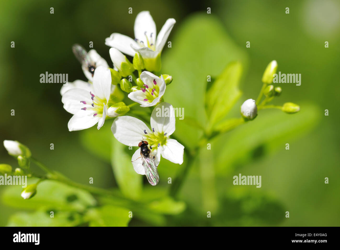 Crescione Foto Stock