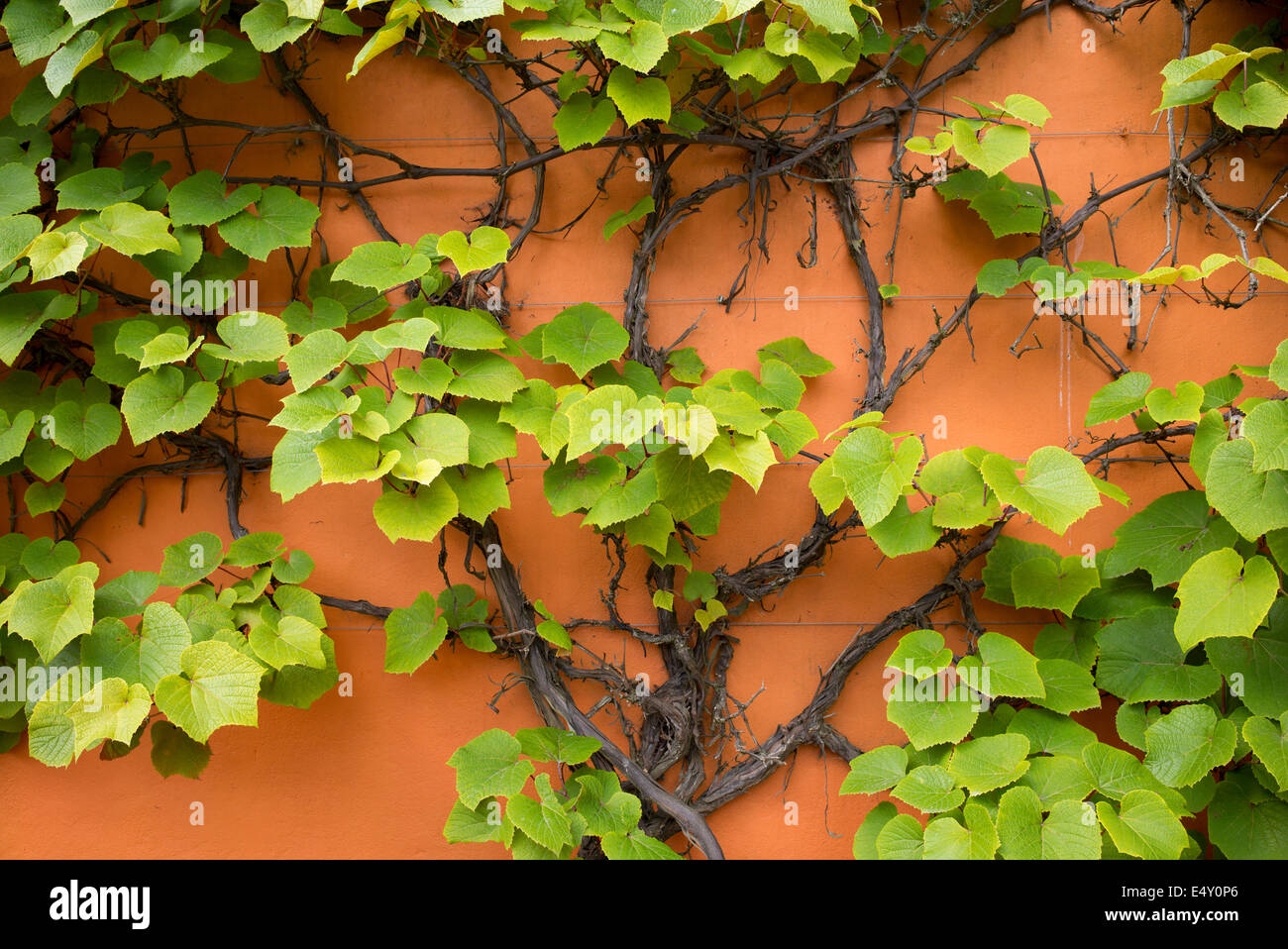 Vitis coignetiae. Crimson vite gloria contro un muro arancione Foto Stock