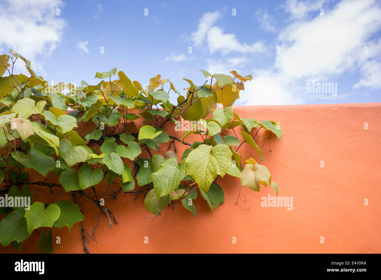 Vitis coignetiae. Crimson vite gloria contro un muro arancione Foto Stock
