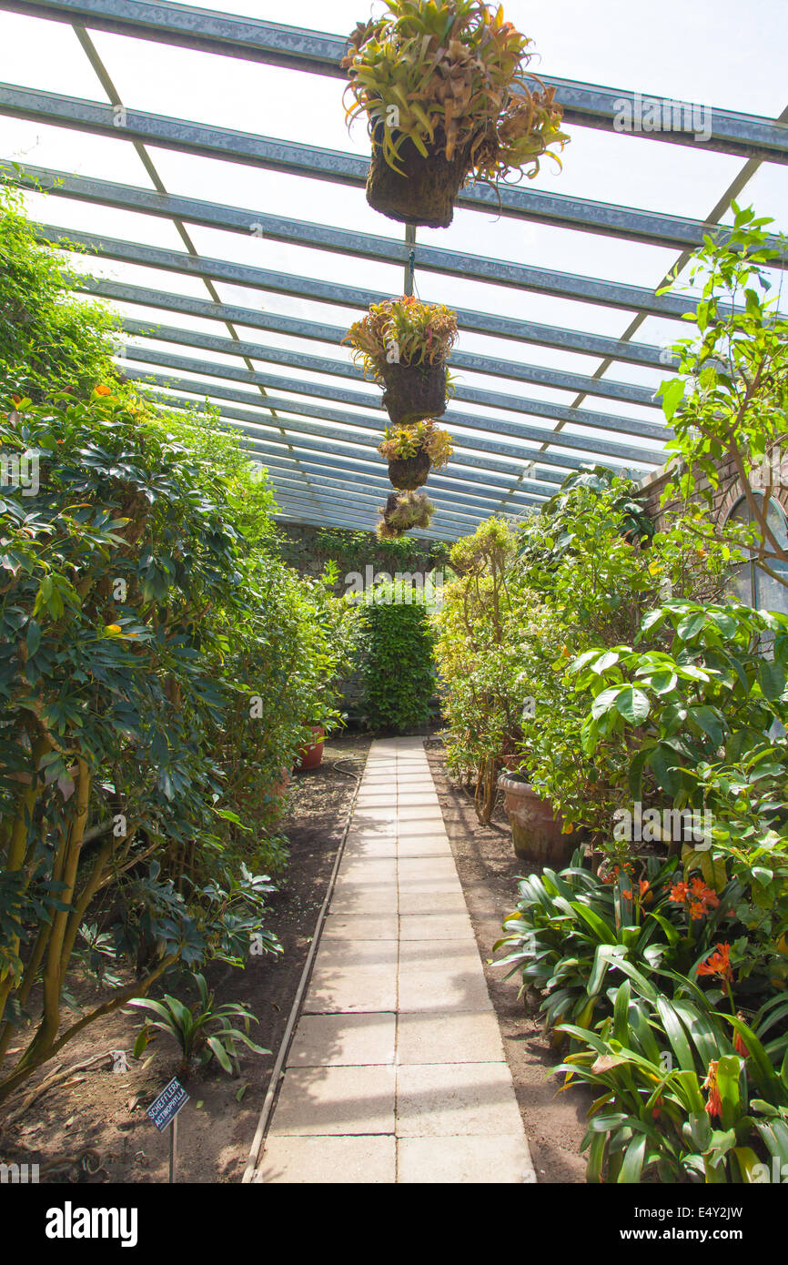 Interno della serra Foto Stock