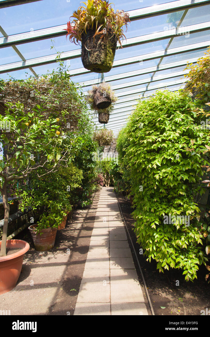 Interno della serra Foto Stock