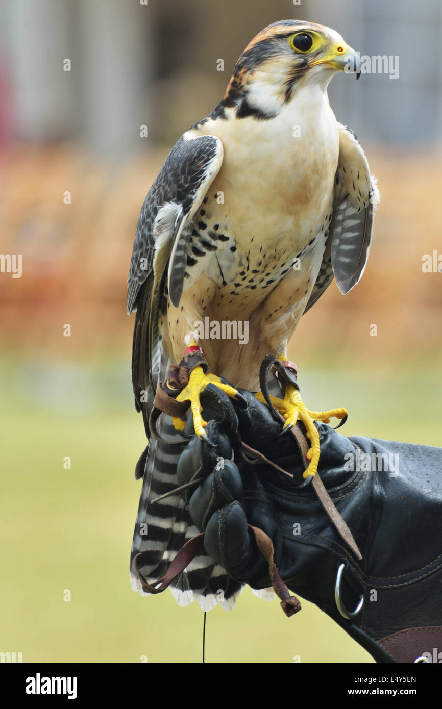 Falcon sul trainer Foto Stock