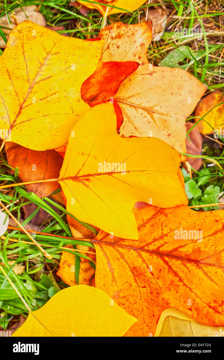 Il fogliame di autunno sfondo Foto Stock