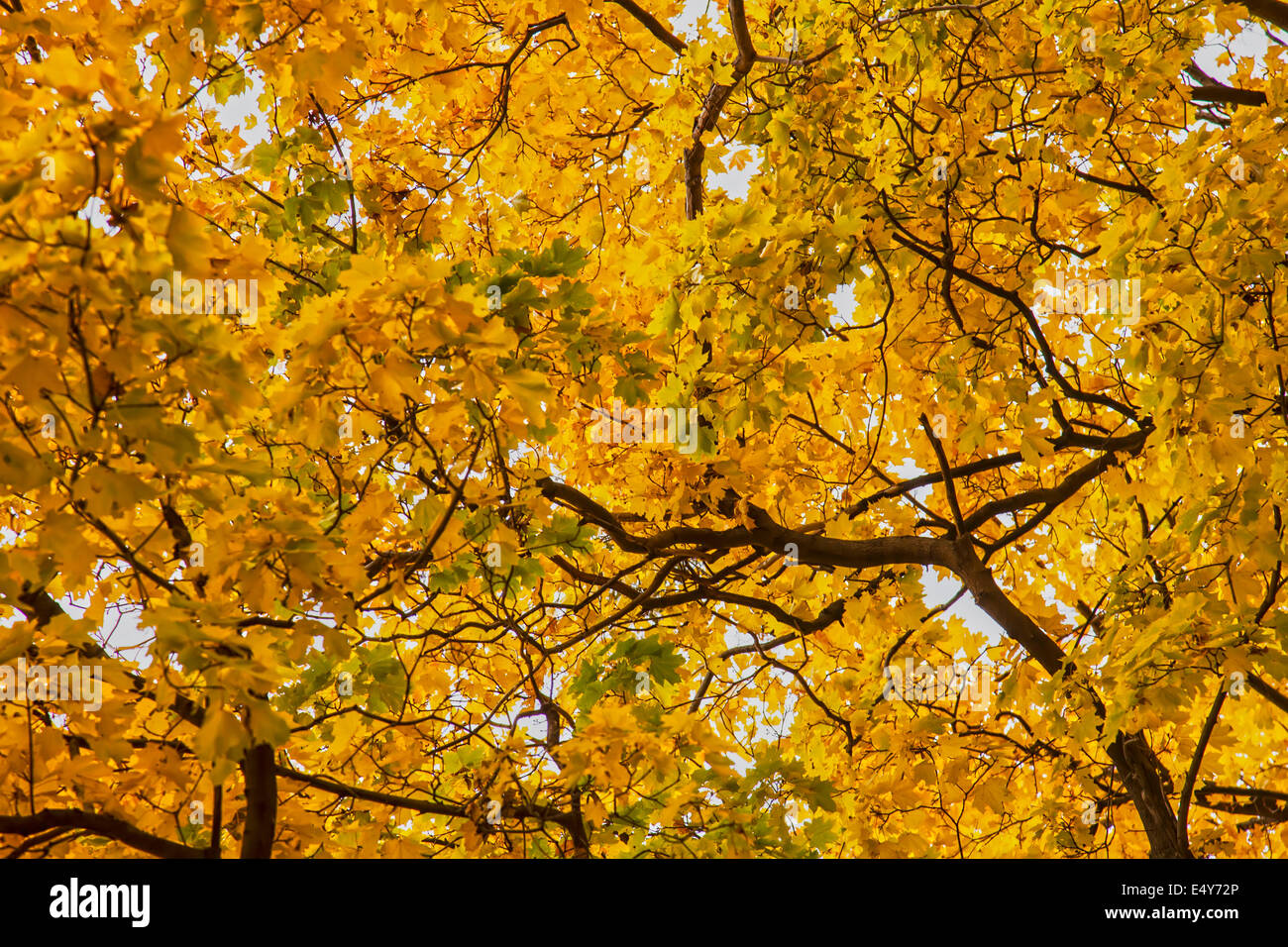 In autunno il fogliame d'oro sugli alberi Foto Stock