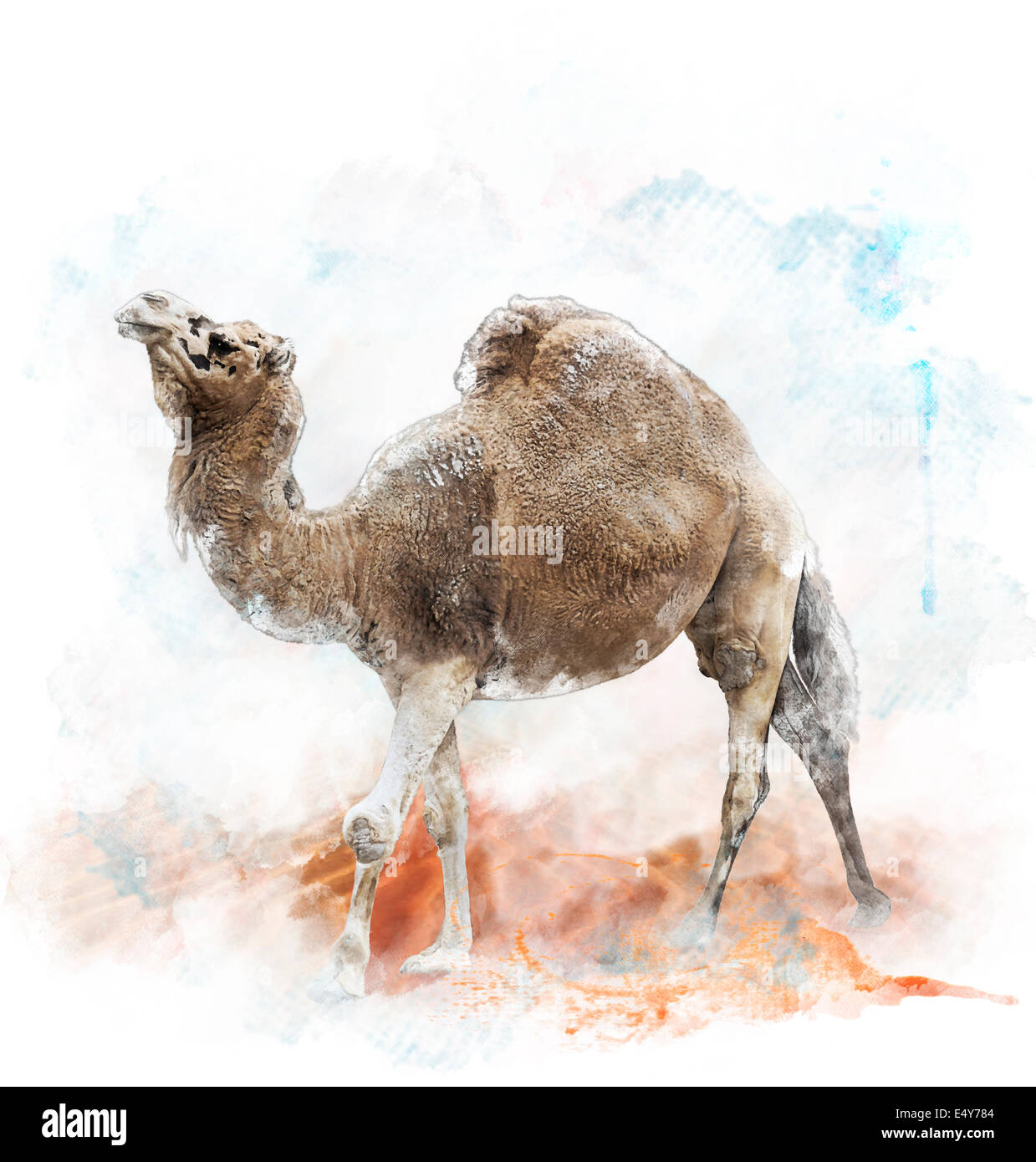 Acquerello pittura digitale del cammello Single-Humped Foto Stock