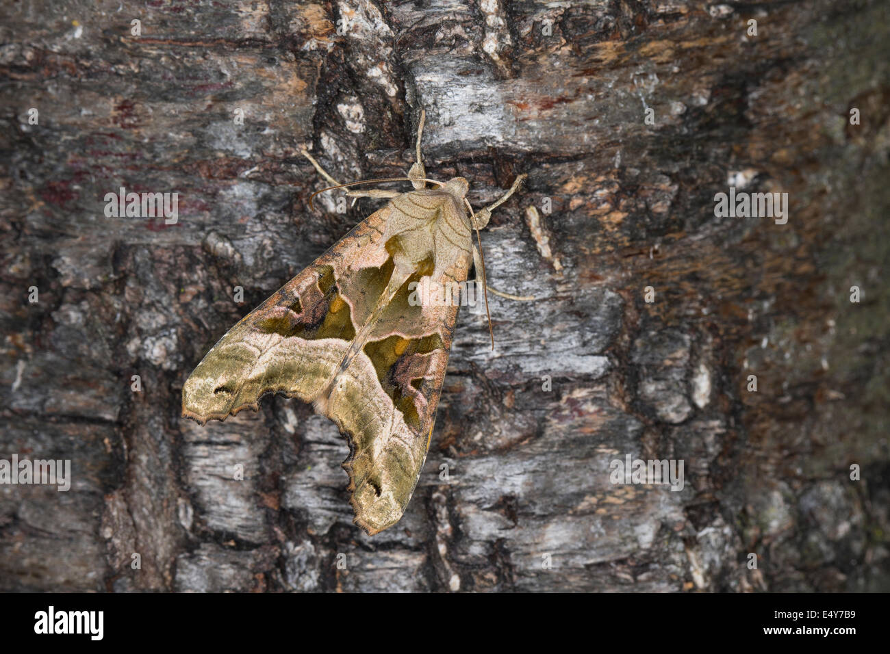 Sfumature di angolo, Achateule, Mangoldeule, Achat-Eule, Phlogophora meticulosa, Trigonophora meticulosa, Brotolamia meticulosa Foto Stock