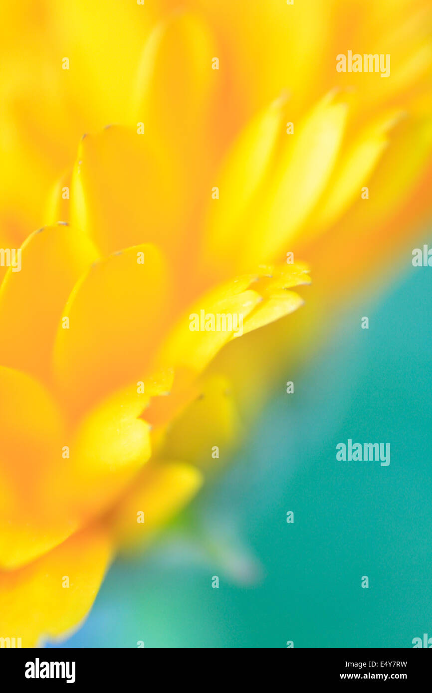 petali di fiori Foto Stock