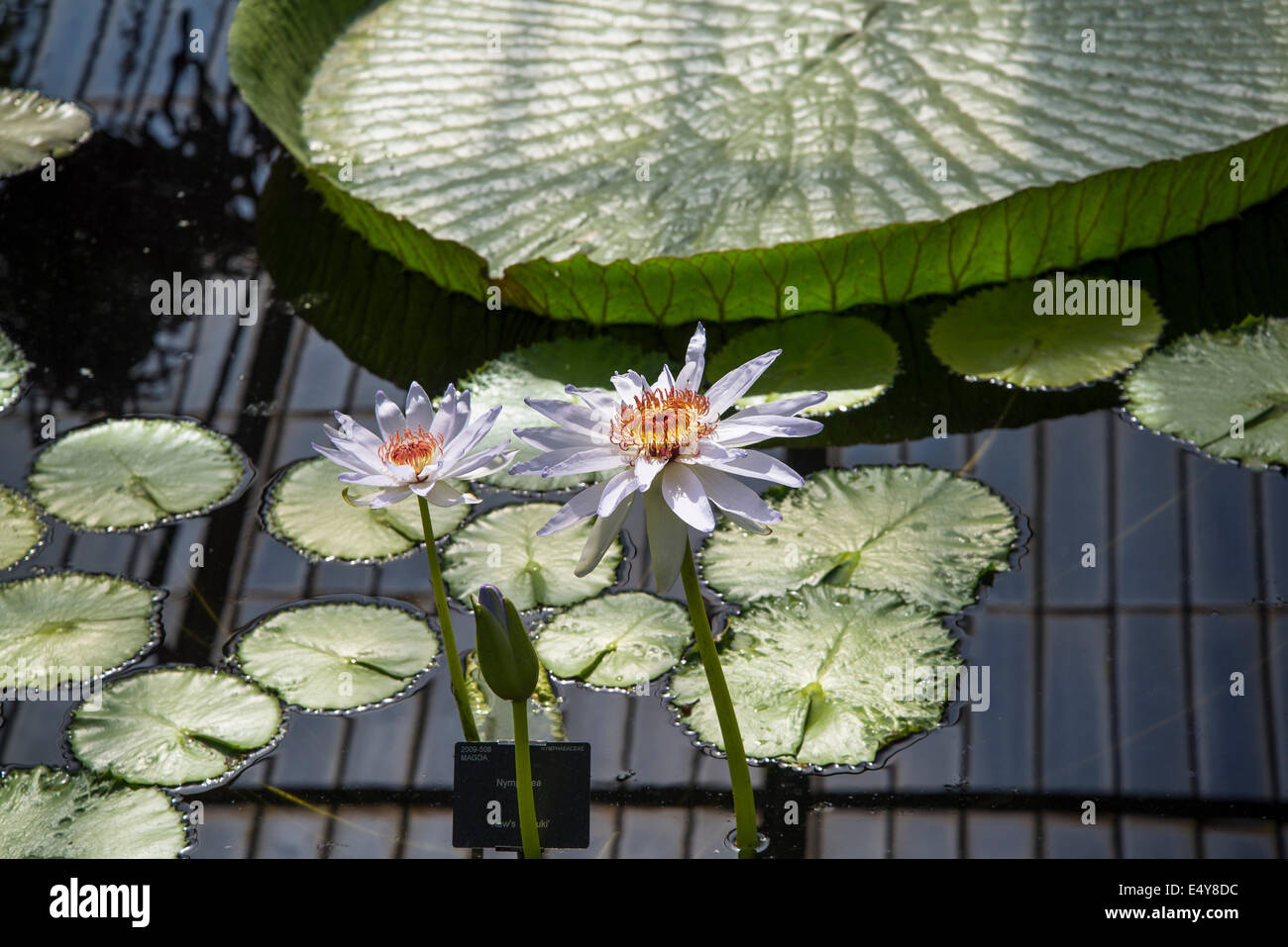 Waterlilies, casa Ninfea, Kew Royal Botanic Gardens, London, Regno Unito Foto Stock