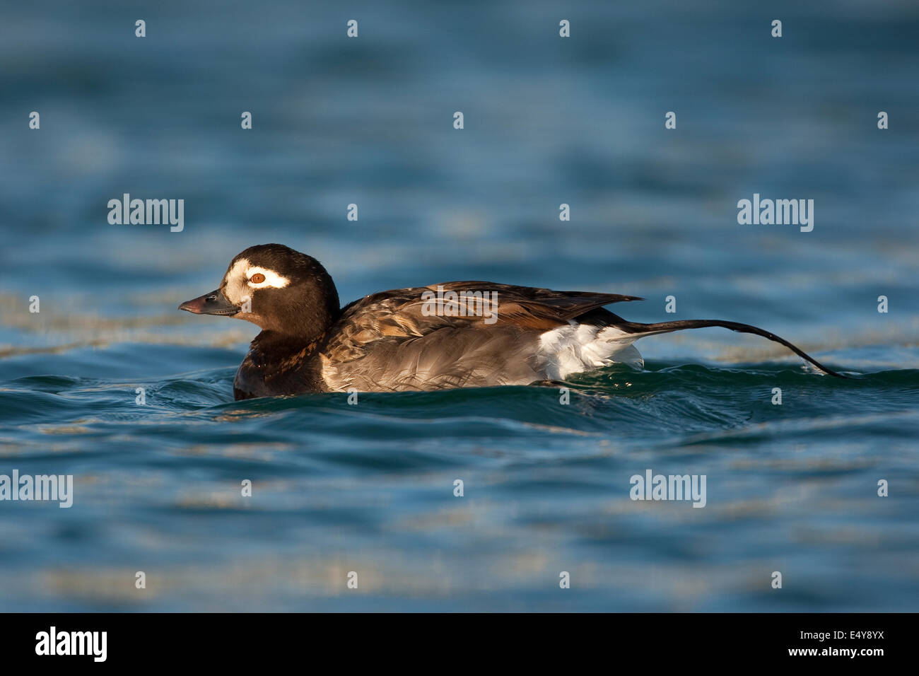 Long-tailed duck, oldsquaw, oldsquaw duck, maschio, Eisente, Eis-Ente, Männchen, Erpel, Clangula hyemalis, Meeresente, Meerente Foto Stock