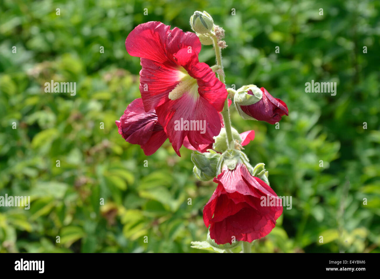Fiore rosso centro giallo Foto Stock