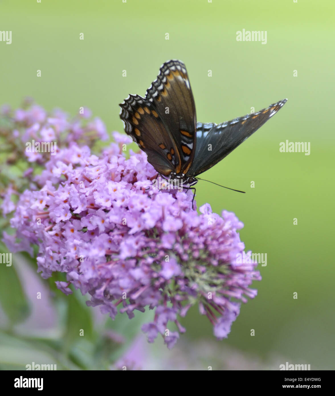 Viola Red-Spotted Admiral Butterfly Foto Stock