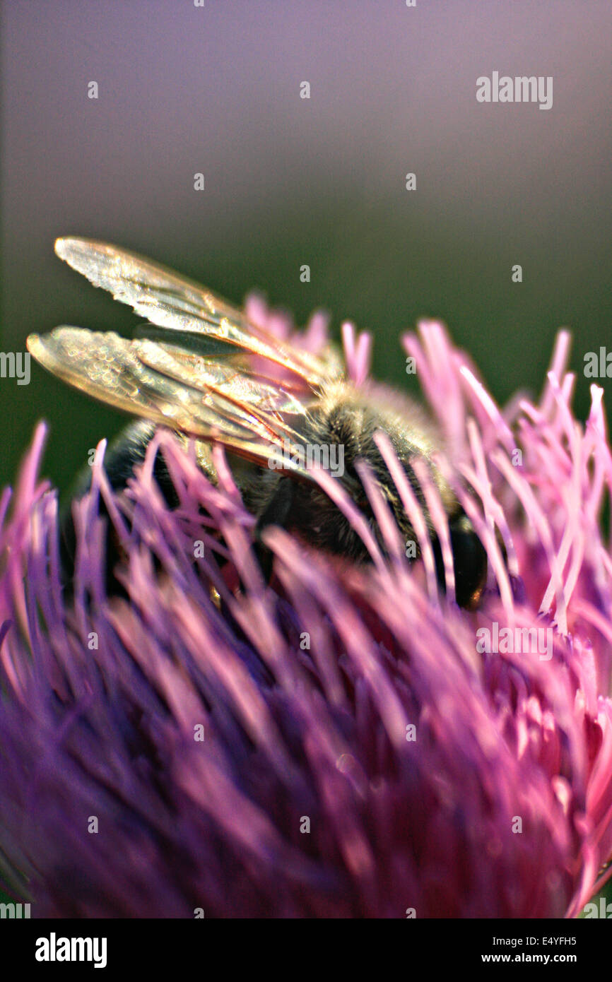 Ape su fiore Foto Stock