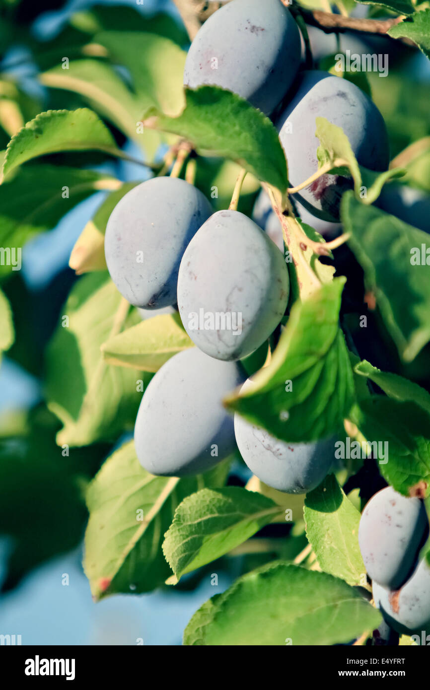 albero di prugna Foto Stock